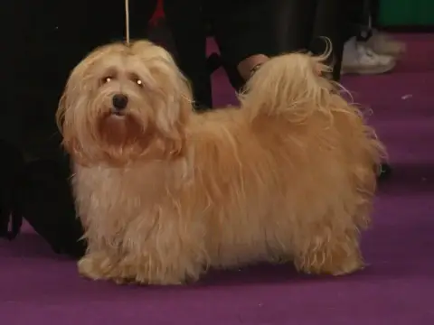 Bichon Havanais  Bagheera Del Rey Rakashi photo 3