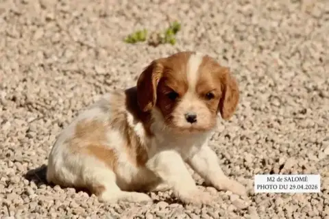 Cavalier King Charles Spaniel  M2 Salomé De La Bastid 2f9fe photo 2