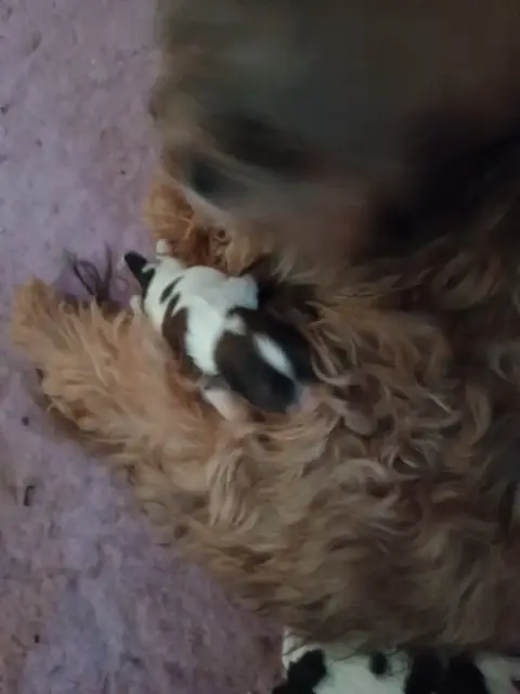 Bichon Havanais  Chiot N°1 Maniri