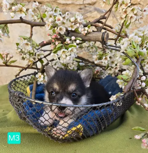 Welsh Corgi Pembroke  Chiot N°3 Domaine Du Mont Tourn 9bfa3 photo 2