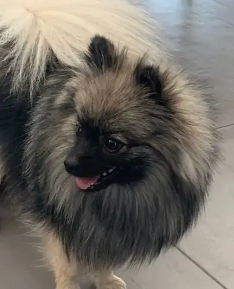 Spitz Allemand  Barbotine Vom Lumaland photo 3