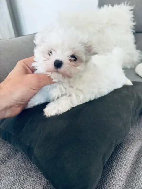 Bichon Maltais  Chiot N°2 Jet Set'S Blue Star