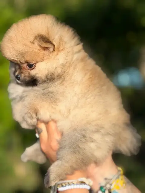 Spitz Allemand  Chiot N°3 Of The Dark Sea photo 2