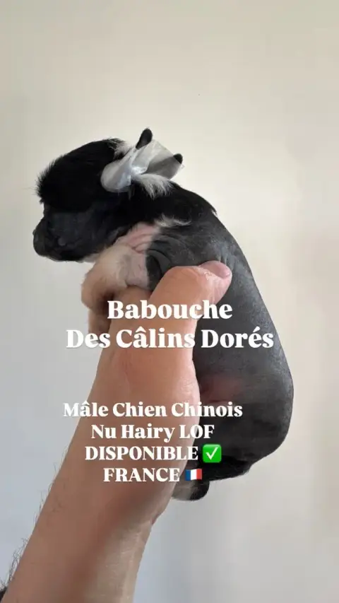Chien Chinois À Crête  Babouche Des Câlins Dorés photo 2