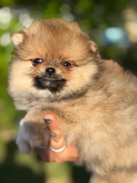Spitz Allemand  Chiot N°1 Of The Dark Sea photo 2