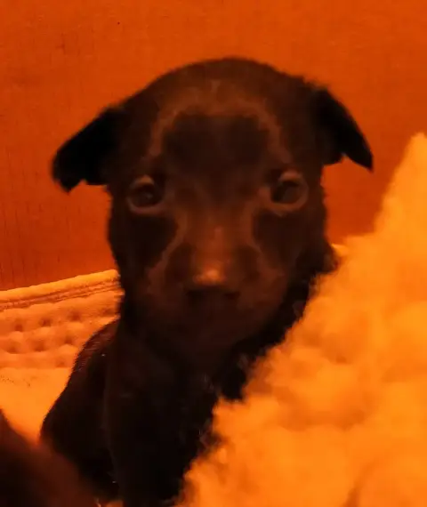 Chien Nu Mexicain  Barón Del Cartel Oneirataxia photo 2