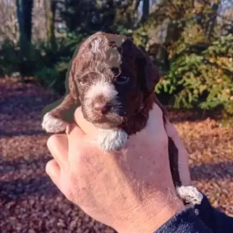 Lagotto Romagnolo Lof