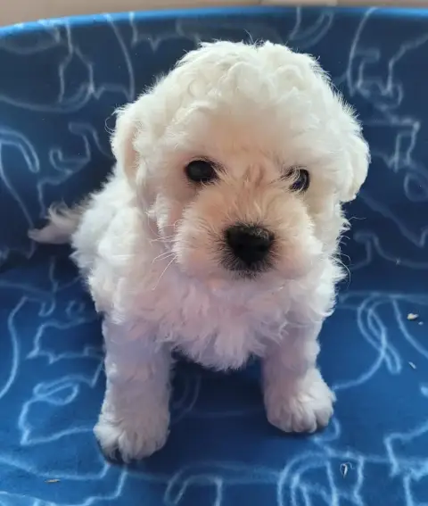 Bichon Frise  Chiot N°1 Des Marais De Courmont photo 3