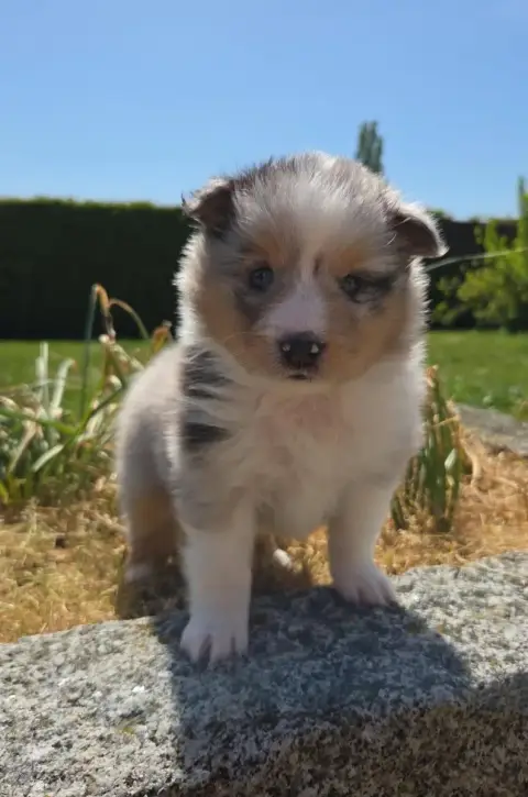 Shetland Sheepdog  Chiot N°1 Du Domaine De Noa