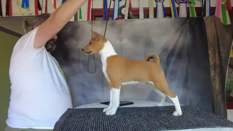 Basenji  Bloom Du Grand Cèdre Bleu photo 2