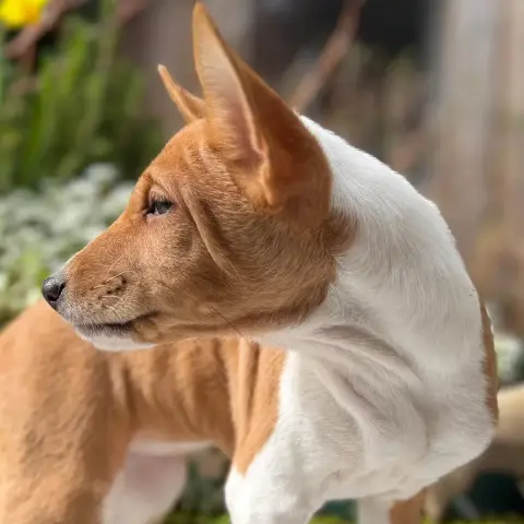 Basenji  Chiot 4 Du Domaine Du Clos Benoît photo 3