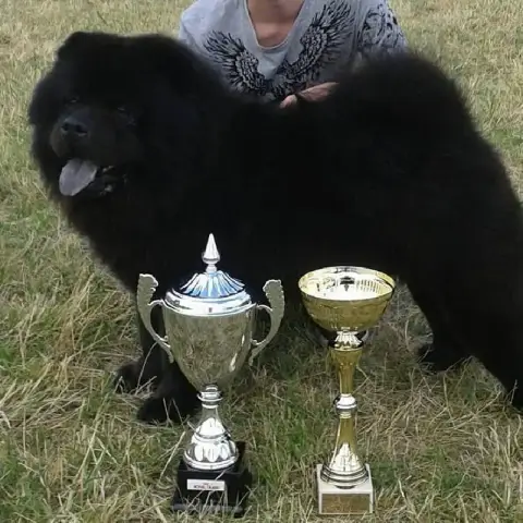 Chow Chow  B........ Des Pantoufles D'Amour photo 2