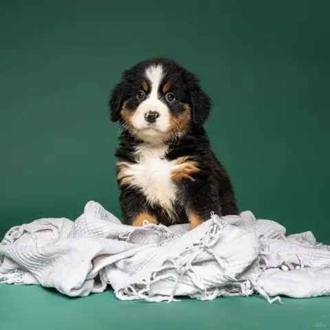 Bouvier Bernois  Chiot Rose Clair De La Lumière D'Ede fa1cc photo 3