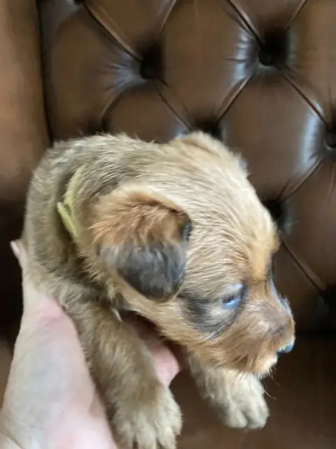 Irish Terrier  Bagatelle photo 2