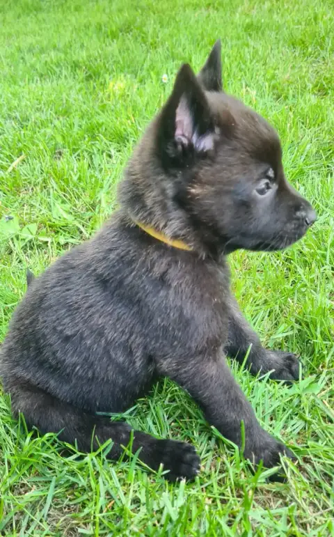 Berger Hollandais  Chiot 10 Du Domaine Du Pont De Loy 2d821