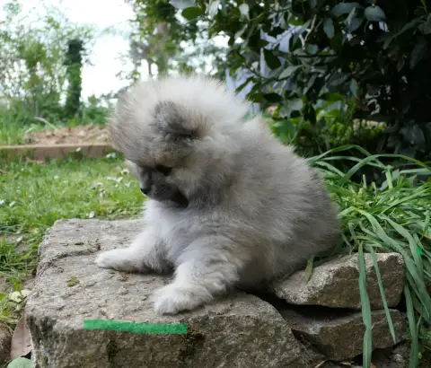 Spitz Allemand  Chiot Vert Des Brimbelles photo 3