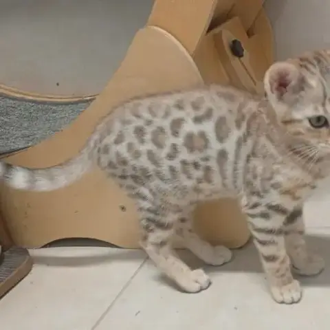 Bengal Femelle Brown