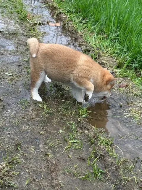 Shiba  Monsieur Bleu De L'Empereur Sirius photo 2
