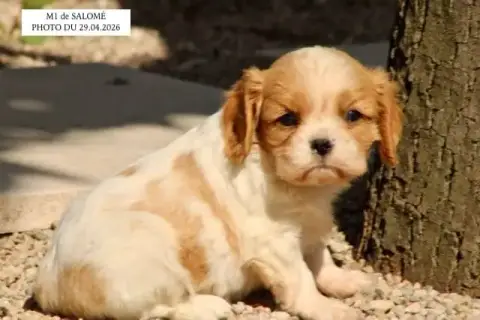 Cavalier King Charles Spaniel  M1 Salomé De La Bastid 058c1