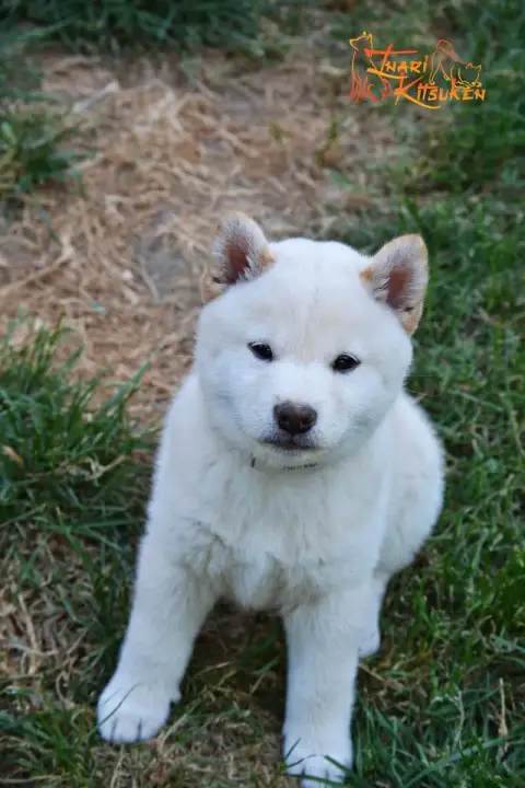 Shiba  Momiji Go Inari Kitsuken