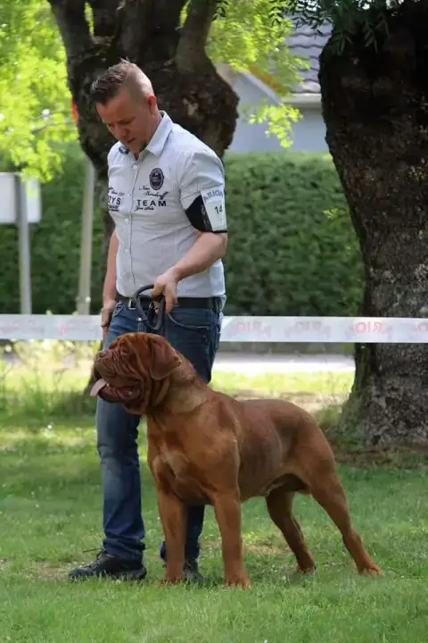 Dogue De Bordeaux  Chiot N°1 De La Riviere De Sunny 762da photo 3