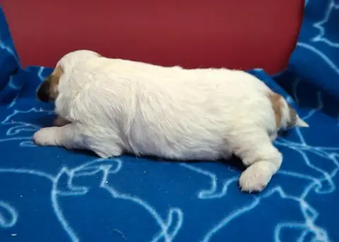 Coton De Tulear photo 3
