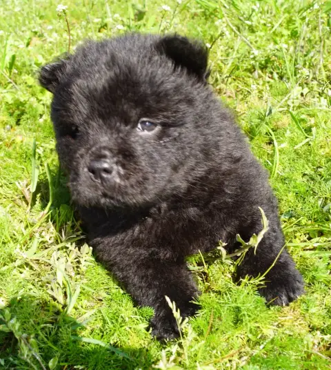 Chow Chow  Bessy Des Bambous De Shunan photo 2
