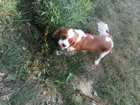 Cavalier King Charles Spaniel  Mâle Du Domaine Des Qu 18f55