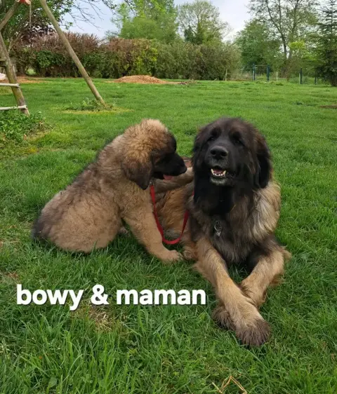 Leonberger  Chiot 5 R 1 Maron Bowy Du Pont Des Aulnes 09472