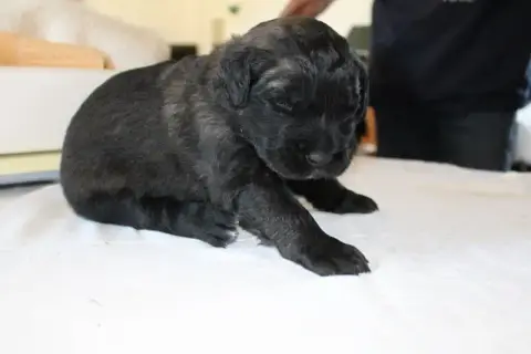 Leonberger  Chiot N°4 De Loudenka photo 2