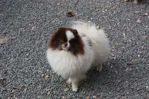 Spitz Allemand  A Little Princess Du Bois Des Amazone fad08 photo 3