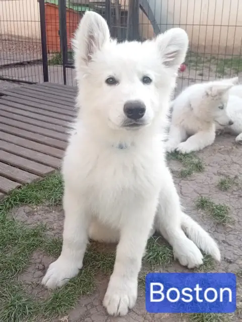Berger Blanc Suisse  Boston De La Légende Boréale