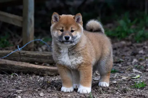 Shiba  Barbara Des Seigneurs De Montbel photo 2