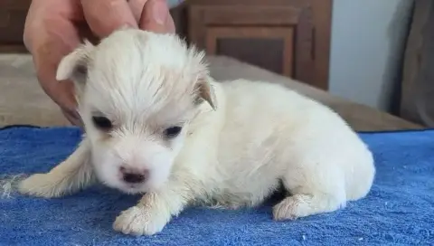Coton De Tulear  Chiot N°1 Des Hirondelles Du Voyage 66ebc photo 2