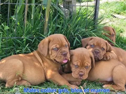 Dogue De Bordeaux  Barny De L'Elite Royal Dog