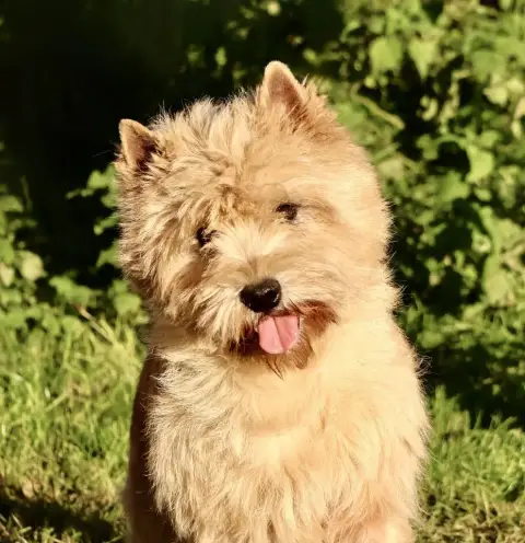Cairn Terrier photo 2