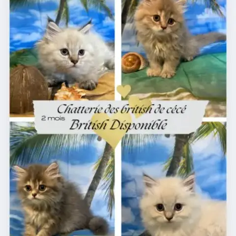 Magnifique Chaton British Longhair