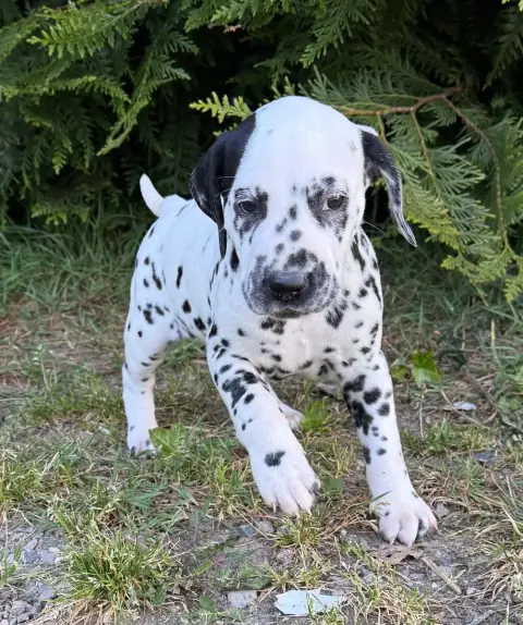 Dalmatien  Chiot 3 Valma'S Signature photo 2