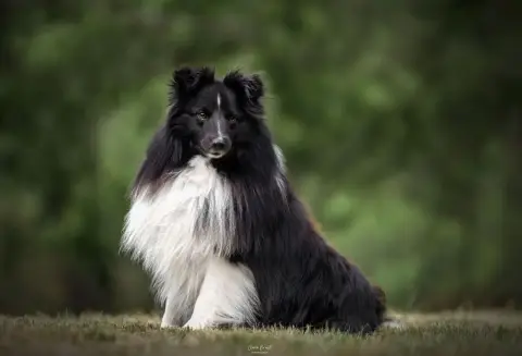 Shetland Sheepdog  Chiot 3 De La Foret Noir Et Feu photo 2