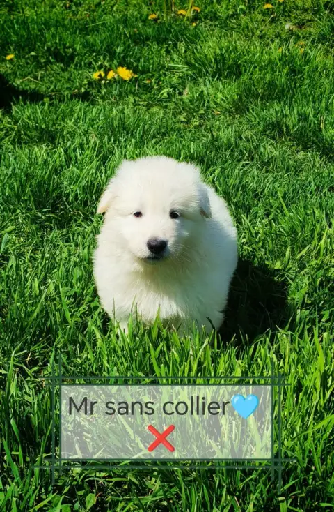 Berger Blanc Suisse  Chiot N°5 De L'Esprit Blanc Des  2b2f3