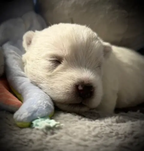 West Highland White Terrier  Chiot N°3 De La Douce So a5f77 photo 2