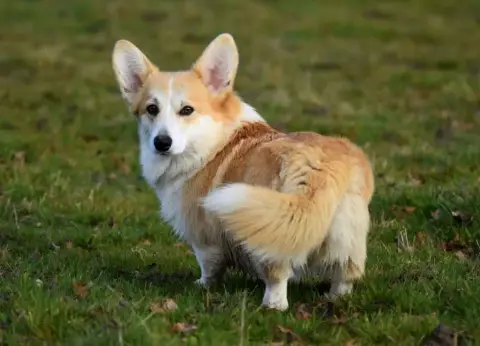Welsh Corgi Pembroke  Bohemian Raphsody Eli'S Farm photo 3