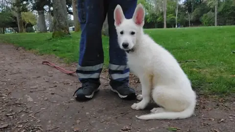 Berger Blanc Suisse  Aston Des Petites Pattes Blanche 70d7c