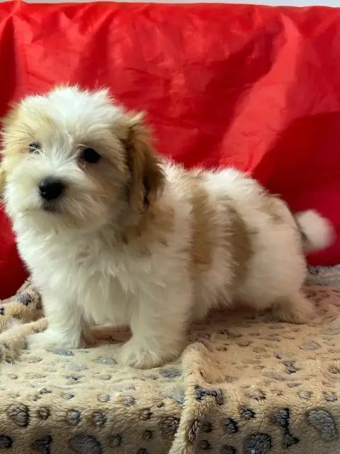 Coton De Tulear  Balko Du Hameau De Roxane photo 2