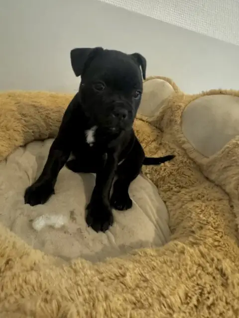 Staffordshire Bull Terrier  Bloom Black Diamond