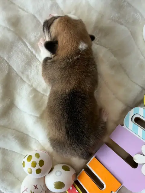 Welsh Corgi Pembroke photo 2