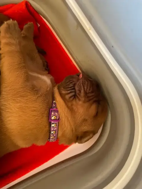 Dogue De Bordeaux  Violet Des Sources Precieuses photo 2