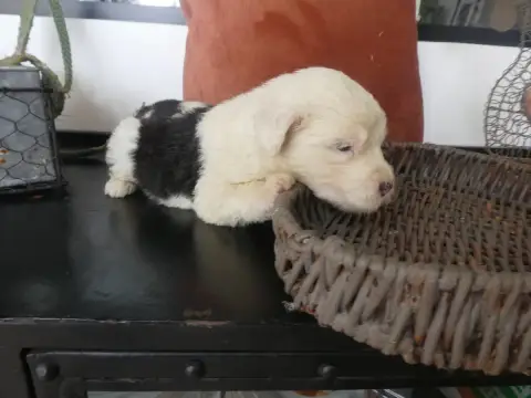 Bobtail  Chiot N°1 Of Mary People photo 3