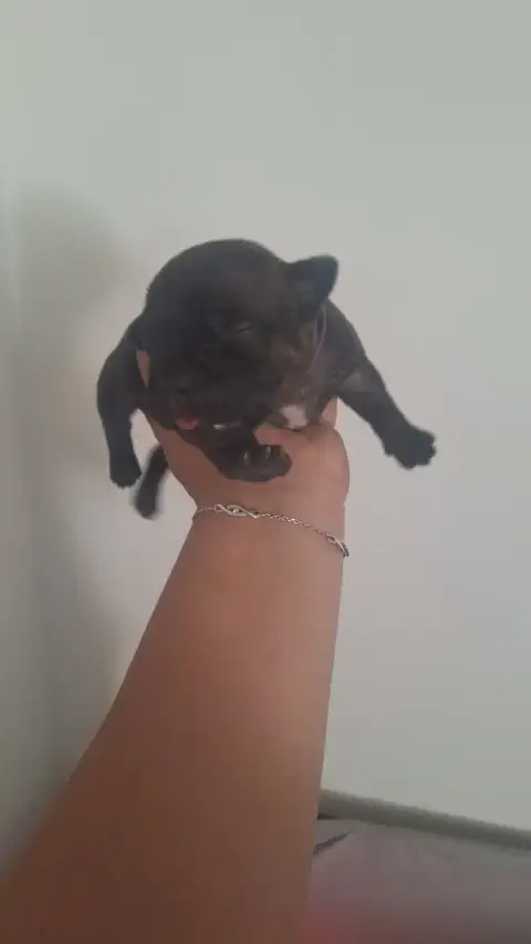 Staffordshire Bull Terrier  Chiot 2 Les Trésors De Co dfd52