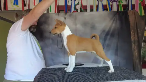 Basenji  Bloom Du Grand Cèdre Bleu photo 3